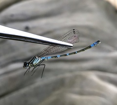 Coenagrion lunulatum