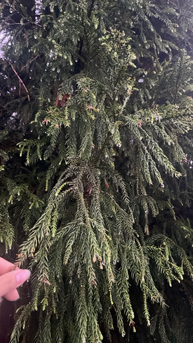 Cryptomeria japonica observed 2026-10-26