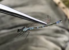Coenagrion lunulatum