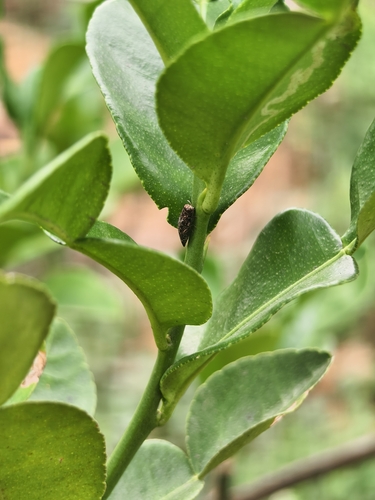 Agrilus observed 2026-10-26