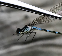 Coenagrion lunulatum