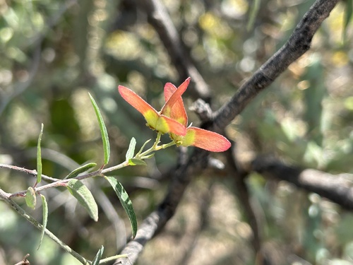 slender janusia