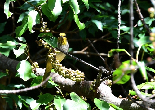 Pycnonotus finlaysoni, 2026-10-19