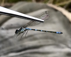 Coenagrion lunulatum