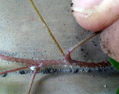 Oxalis corniculata corniculata