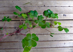 Oxalis corniculata corniculata