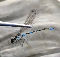 Coenagrion lunulatum