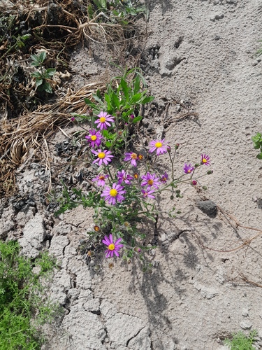 Senecio hispidulus observed 2026-10-23