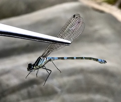 Coenagrion lunulatum