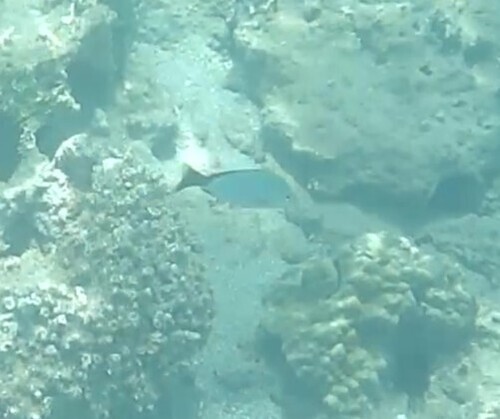 Lutjanus gibbus observed 2026-10-25