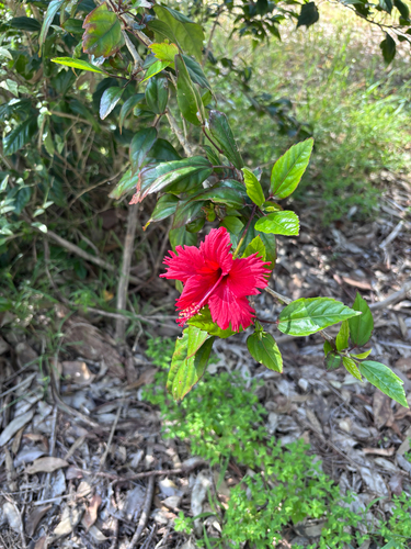 Hibiscus rosa-sinensis observed 2026-10-26