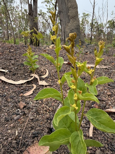 Petalostigma quadriloculare observed 2026-10-26