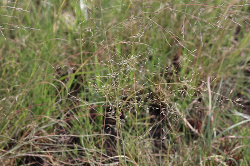 Eragrostis cilianensis