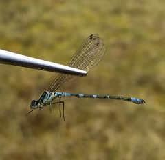 Coenagrion lunulatum