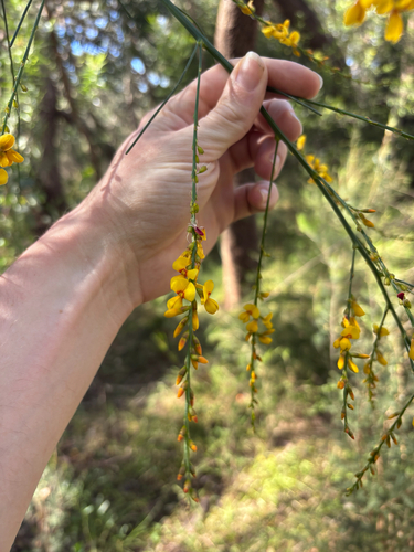 Viminaria juncea, 2026-10-26