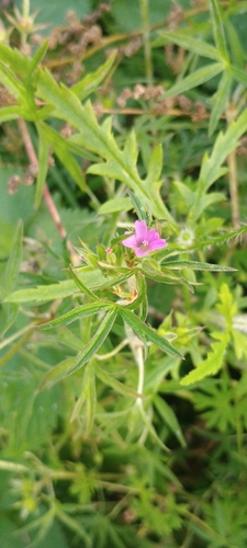 Geranium dissectum observed 2026-10-26