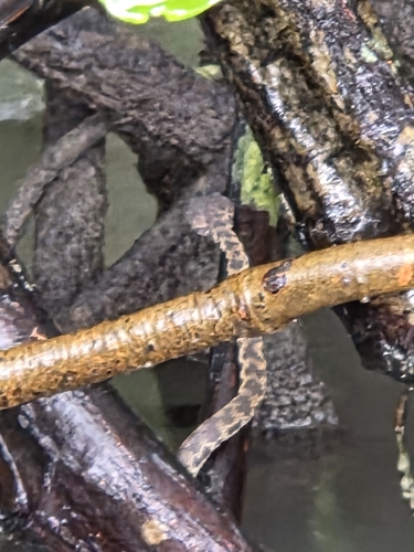 Trimeresurus purpureomaculatus observed 2026-10-26