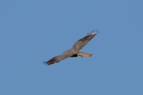 Accipiter fasciatus observed 2026-10-26