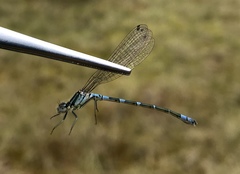 Coenagrion lunulatum