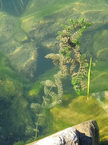 Ceratophyllum demersum observed 2026-10-26