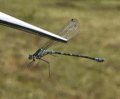 Coenagrion lunulatum