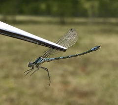 Coenagrion lunulatum