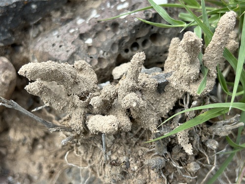 Long-jawed Desert Termites
