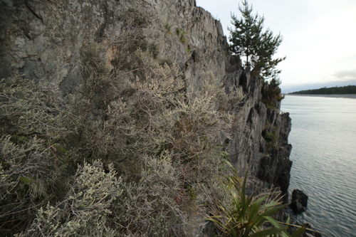 Cassinia, 2026-10-26