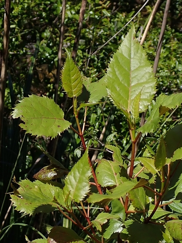 Aristotelia serrata observed 2026-10-26