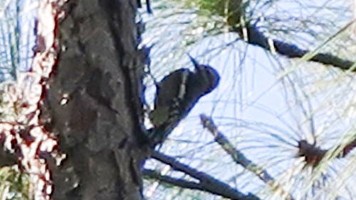 Yellow-bellied Sapsucker
