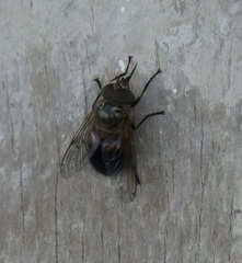 Copestylum hispaniolae