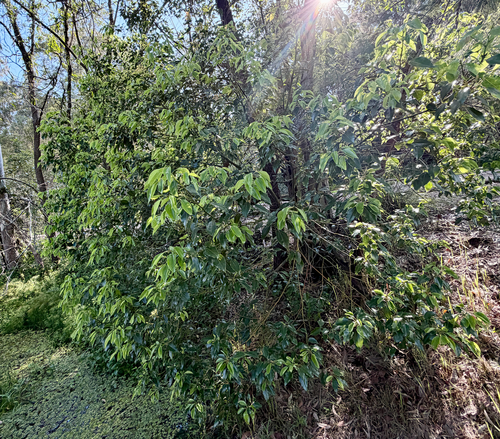 Cinnamomum observed 2026-10-26