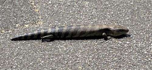 Tiliqua scincoides, 2026-10-26