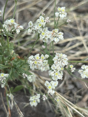 Abert's buckwheat