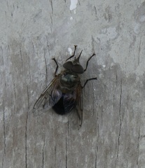 Copestylum hispaniolae