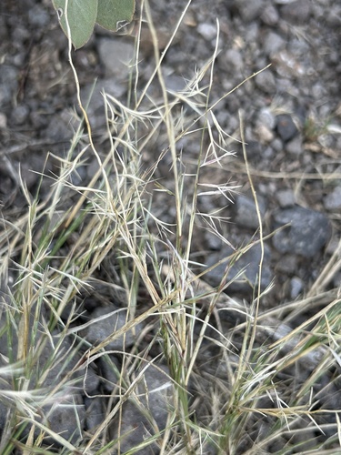 Bouteloua aristidoides, 2026-10-20