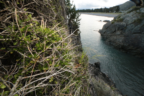 Melicytus crassifolius observed 2026-10-26