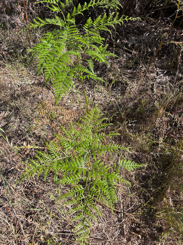 Pteridium esculentum observed 2026-10-26