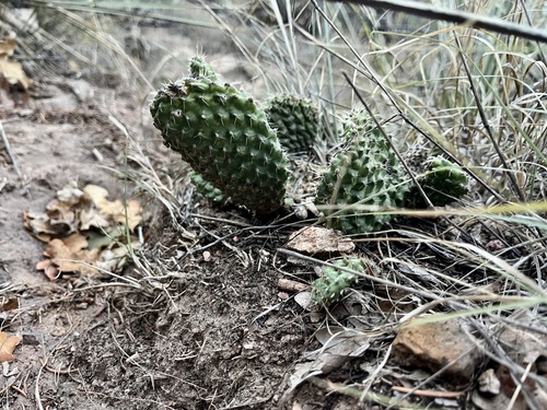 Opuntia polyacantha observed 2026-10-25