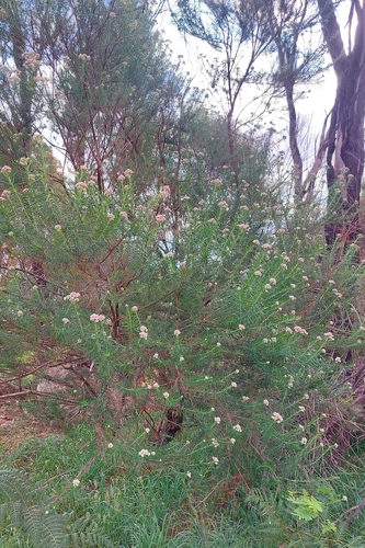 Cassinia, 2026-10-24