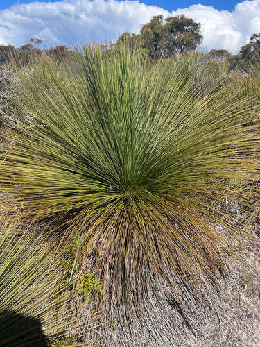 Xanthorrhoea australis observed 2026-10-26