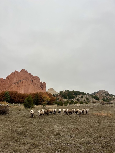 Mouflon canadien