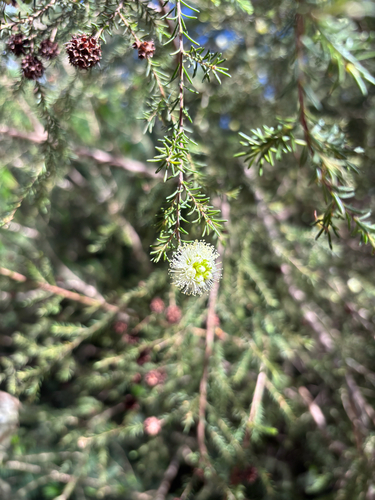 Kunzea observed 2026-10-26