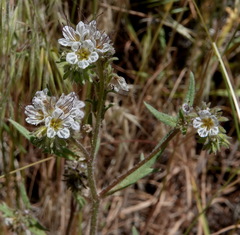 Phacelia mohavensis