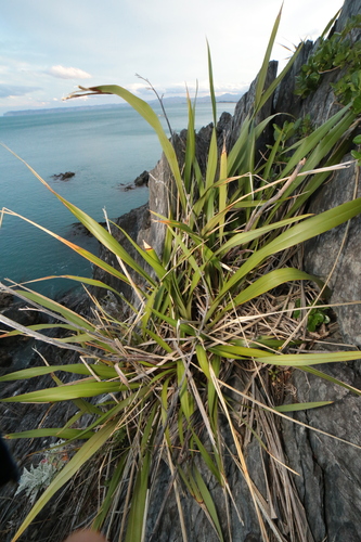 Phormium, 2026-10-26