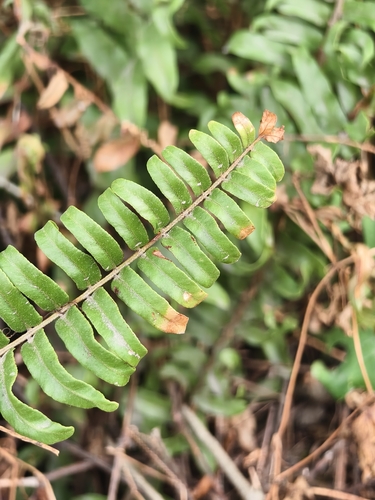 Nephrolepis observed 2026-10-26
