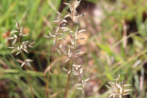 Eragrostis racemosa observed 2026-10-26