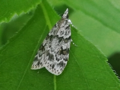 Scoparia basistrigalis