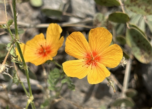 Arizona poppy