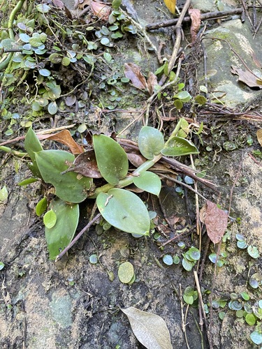 Rhaphidophora observed 2026-10-26
